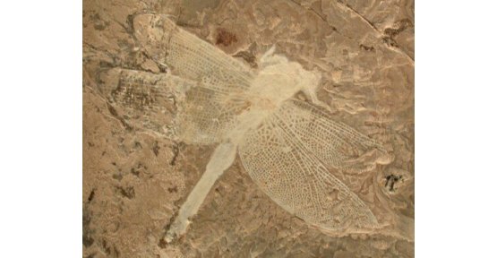 200 milyon yaşında yusufçuk fosili bulundu!