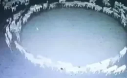 12 gün boyunca dönen koyunlarla ilgili bilim insanından dikkat çeken tespit! Gizem giderek çözülüyor