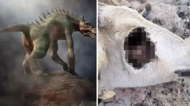 Hayvanların gözünü oyan gizemli yaratık kameraya yakalandı! Köylünün gözüne uyku girmiyor