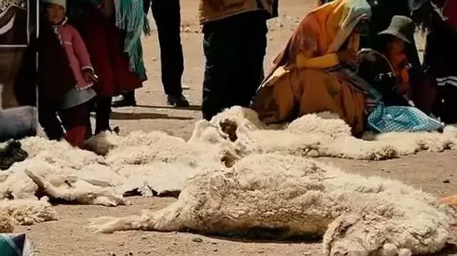 Hayvanların gözünü oyan gizemli yaratık kameraya yakalandı! Köylünün gözüne uyku girmiyor