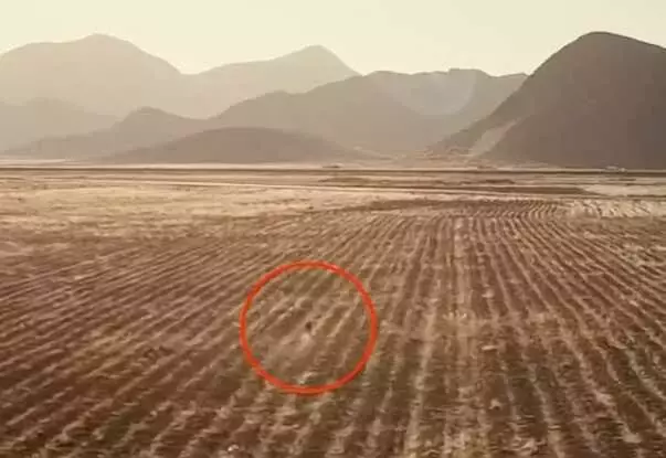 Hayvanların gözünü oyan gizemli yaratık kameraya yakalandı! Köylünün gözüne uyku girmiyor